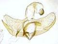 Coleophora siccifolia